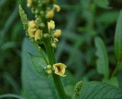 Verbascum nigrum