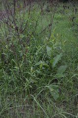 Verbascum nigrum