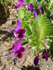 Lapeirousia pyramidalis regalis