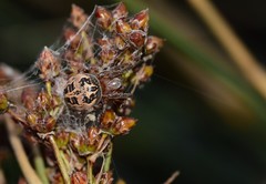 Larinioides suspicax