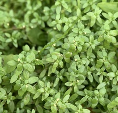 Callitriche cophocarpa