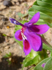 Lapeirousia pyramidalis regalis