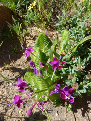 Lapeirousia pyramidalis regalis