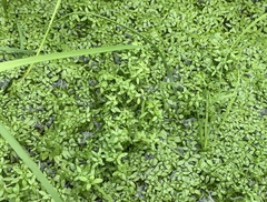 Callitriche cophocarpa