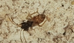 Pseudopamera setosa