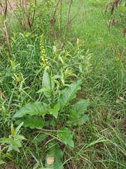Verbascum nigrum