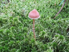 Galerina paludosa
