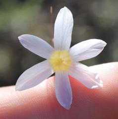 Ixia sobolifera