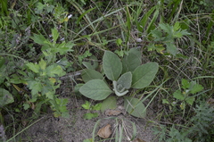 Verbascum thapsus