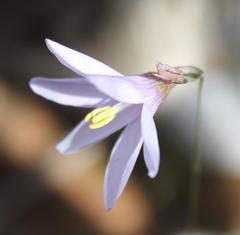 Ixia sobolifera