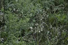 Silene vulgaris
