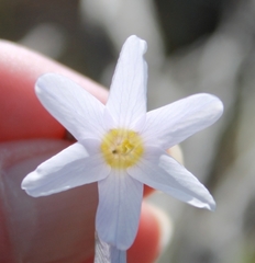 Ixia sobolifera