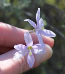 Ixia sobolifera