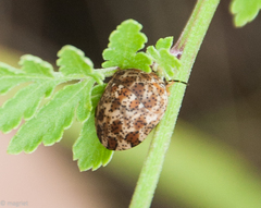 Sphaerocoris testudogrisea