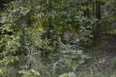 Phragmites australis