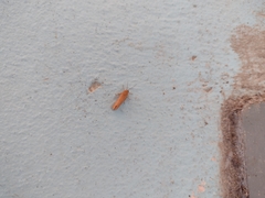 Virbia opella