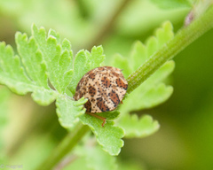 Sphaerocoris testudogrisea