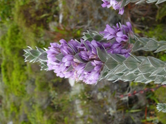 Amphithalea imbricata