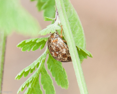 Sphaerocoris testudogrisea
