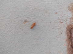 Virbia opella