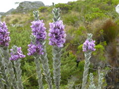 Amphithalea imbricata