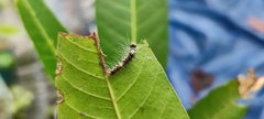 Lymantria ampla