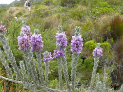 Amphithalea imbricata