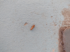 Virbia opella