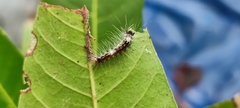 Lymantria ampla