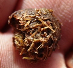 Pronolagus saundersiae