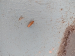 Virbia opella