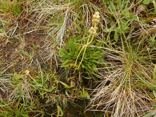 Scotch false asphodel (Tofieldia pusilla)