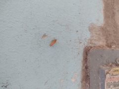 Virbia opella