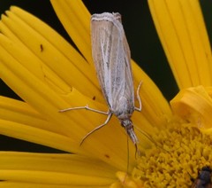 Catoptria combinella