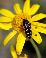 Acmaeodera gibbula
