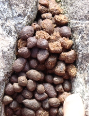 Pronolagus saundersiae