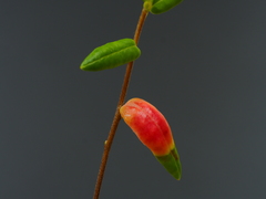 Exobasidium rostrupii