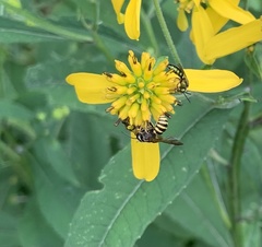 Paranthidium jugatorium lepidum