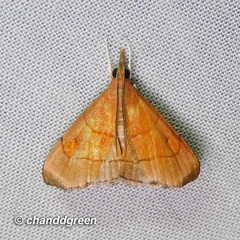 Hemiscopis sanguinea