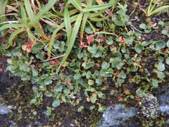 Salix herbacea