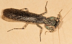 Tarachodes