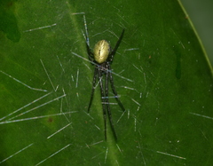 Orsinome diporusa