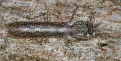 Tarachodes