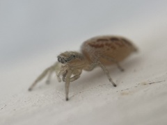 Salticinae