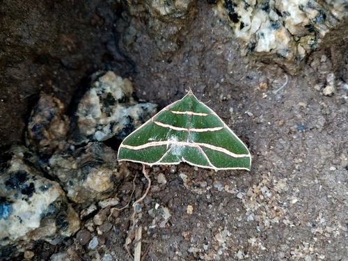 Sarracena chlamydaria