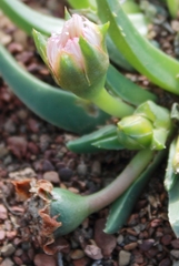 Acrodon bellidiflorus