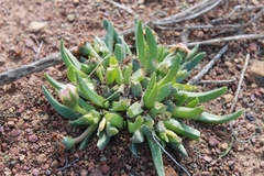 Acrodon bellidiflorus