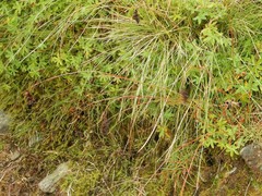 Luzula spicata