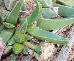 Acrodon bellidiflorus