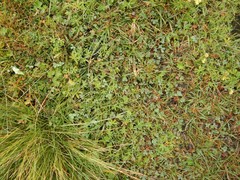 Sibbaldia procumbens